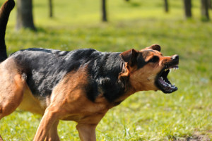 Provocation and Running at Large in a Dog Bite Case 2